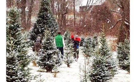 Christmas Tree Farms in Massachusetts