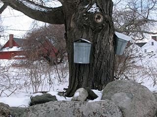Maple Sugaring in Massachusetts