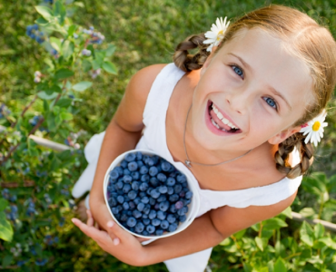 Massachusetts Berry Picking Guide