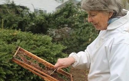 Save the Bees! Save the Earth!