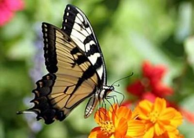 How To Make a Butterfly Garden