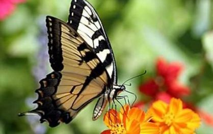 How To Make a Butterfly Garden