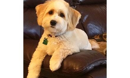 The Family Dog – Tips from Hollywood Trainers on Choosing and Caring for a Canine