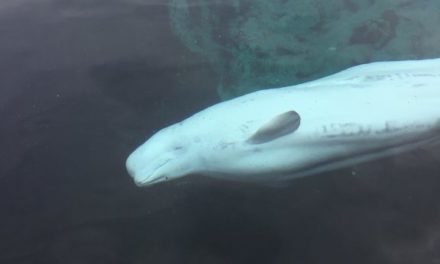 Road Trip! Spring Escapes