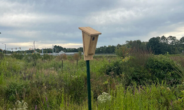 When the Bogs Went Quiet: A High School Senior’s Conservation Journey