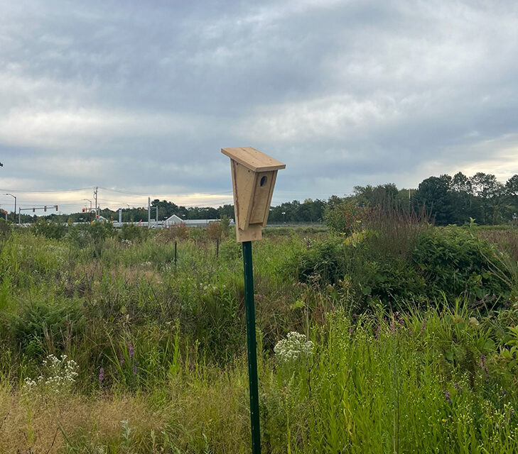 When the Bogs Went Quiet: A High School Senior’s Conservation Journey